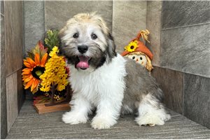 Ben - Havanese for sale