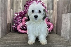 Kenzie - Havanese for sale