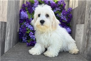 Kenny - Havanese for sale