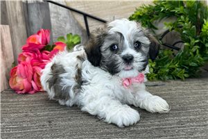 Lance - Havanese for sale