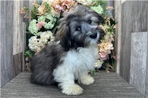 Hickory - Havanese for sale