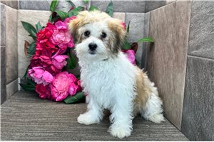 Butter - Havanese for sale