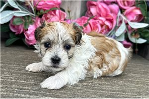 Butter - Havanese for sale