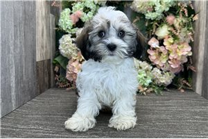 Lance - Havanese for sale