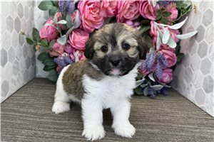 Brock - Havanese for sale