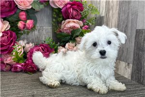 Harlow - Havanese for sale