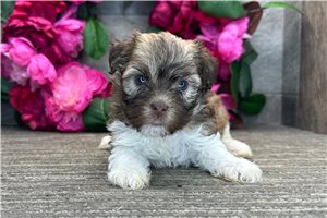Prue - puppy for sale