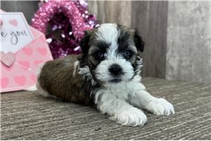 Link - Havanese for sale