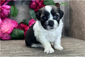 Natasha - puppy for sale
