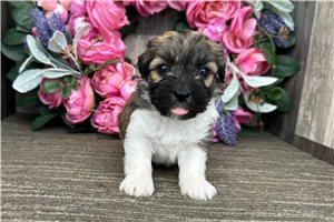 Brock - Havanese for sale