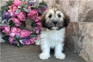 Brock - puppy for sale