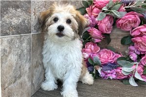 Butter - puppy for sale