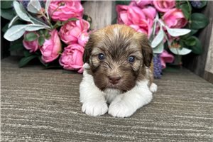 Bugs - puppy for sale