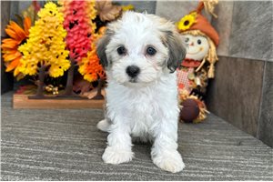 Phineas - Havanese for sale
