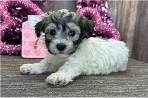 Kaleb - puppy for sale