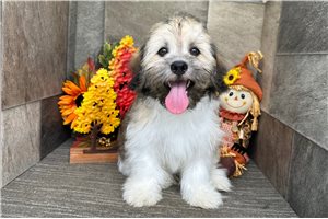 Brock - Havanese for sale