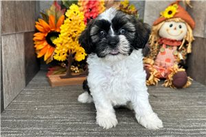 Natasha - Havanese for sale