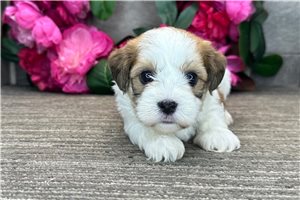 Nadine - Havanese for sale