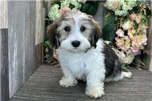 Kole - Havanese for sale