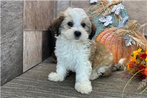Newton - Havanese for sale