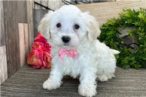 Klaus - Havanese for sale
