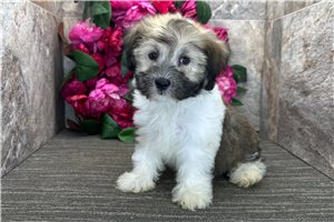 Ben - Havanese for sale