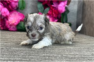 Penelope - Havanese for sale