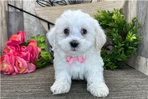 Kenny - Havanese for sale