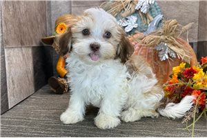Polly - puppy for sale
