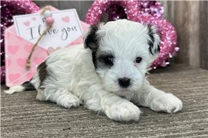 Leopold - Havanese for sale