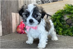 Link - Havanese for sale