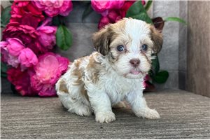 Polly - puppy for sale