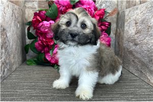 Brock - Havanese for sale