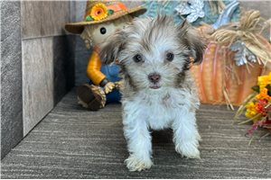 Penelope - Havanese for sale