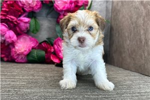 Pharoah - puppy for sale