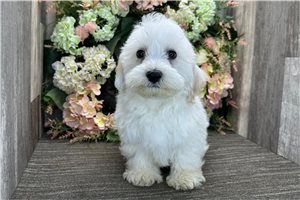 Kenny - Havanese for sale