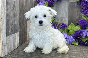 Harlow - Havanese for sale
