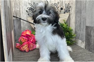 Justice - Havanese for sale