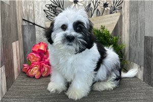 Julian - Havanese for sale