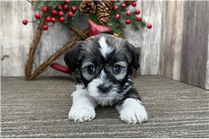 Kline - Havanese for sale