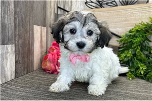 Kaleb - Havanese for sale