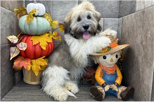 Ben - Havanese for sale