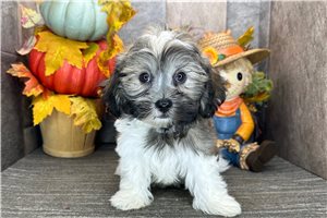 Norman - Havanese for sale