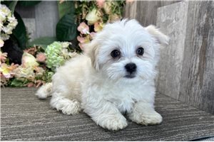 Jeremy - Havanese for sale