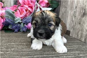 Ben - puppy for sale