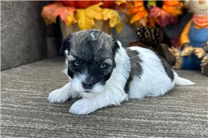 Sergio - puppy for sale