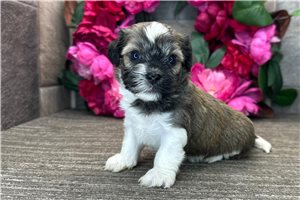 Norman - puppy for sale