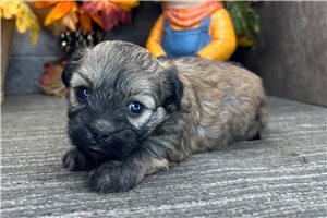Sassy - Havanese for sale