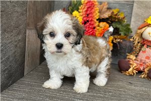 Newton - Havanese for sale