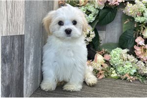 Kurtis - Havanese for sale